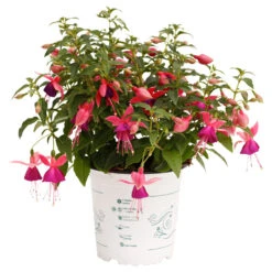Fuchsia Nostalgie Stehend Im Blumentopf Ø 12 Cm