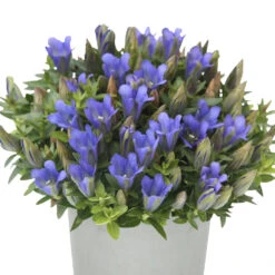 Enzian Louis T12 Im Topf