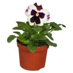 Viola Im Blumentopf Ø 9 Cm