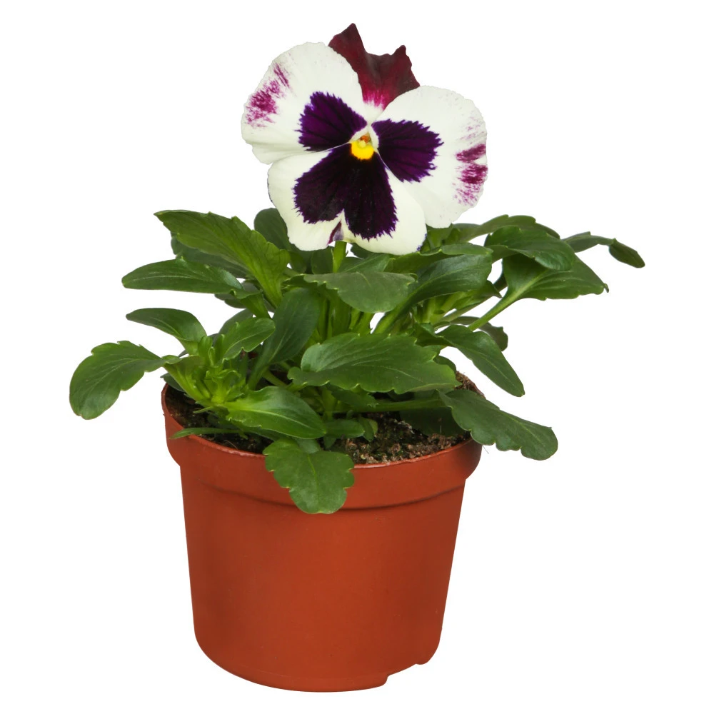 Viola Im Blumentopf Ø 9 Cm