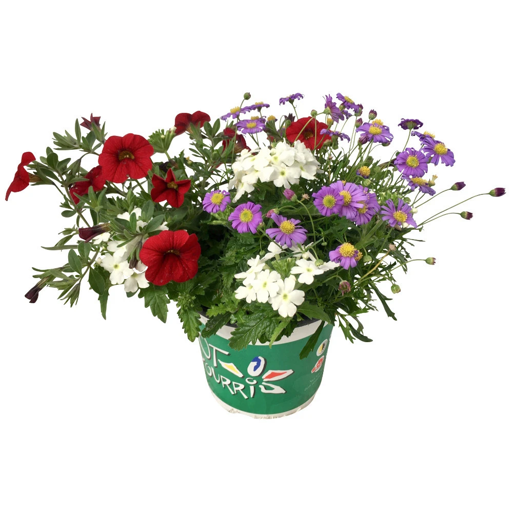 Potpourri-Mix Mit Verschiedenen Sorten Im Blumentopf Ø 12 Cm - Image 2