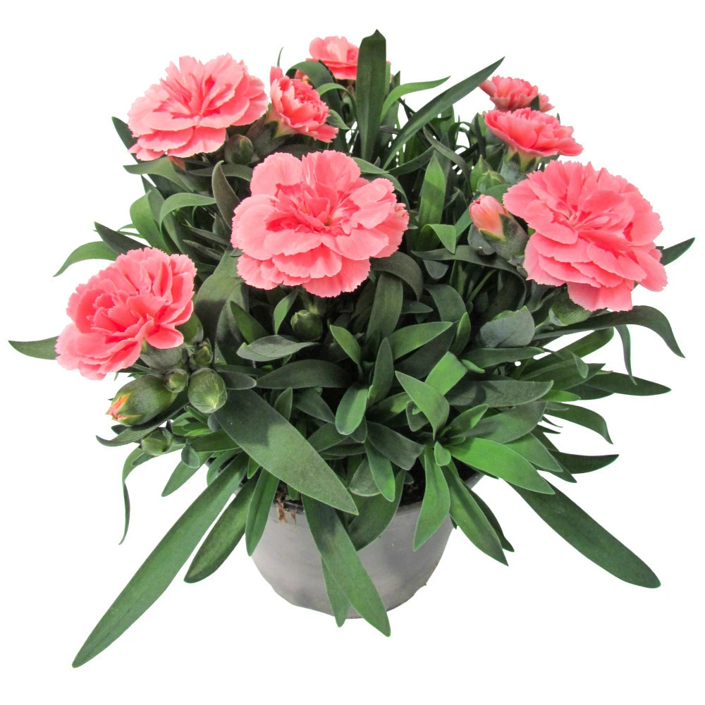 Gartennelke In Verschiedenen Sorten Im Blumentopf 11 Cm - Image 2