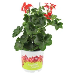 Geranien Hängend Mit Blumentopf 10,5 Cm