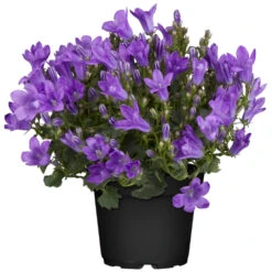 Campanula Im Blumentopf