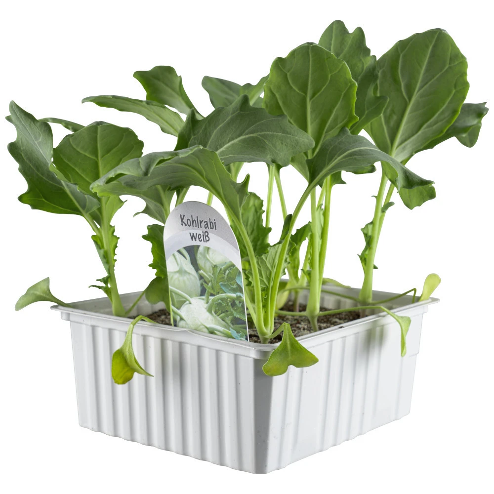 Gemüsesetzlinge Verschiedene Sorten 6er Pack - Image 2