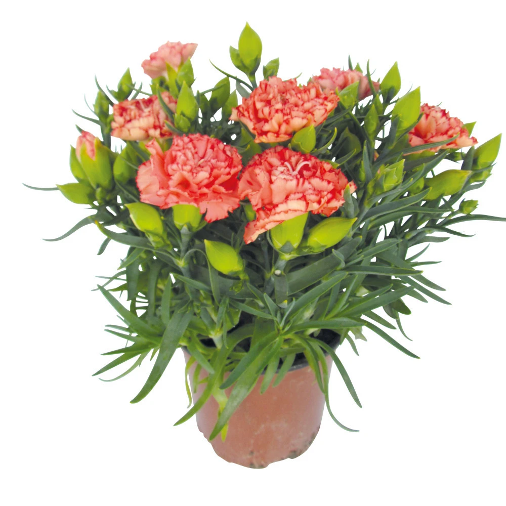 Dianthus Caryophyllus Im Blumentopf 11 Cm