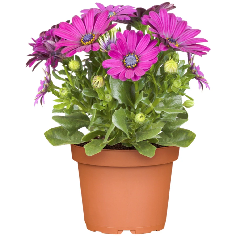 Kapkörbchen In Verschiedenen Farben Im Blumentopf 12 Cm