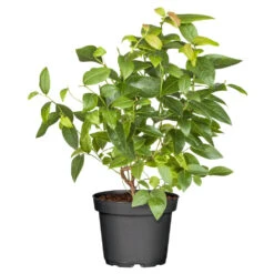 Fruchtpflanze Vaccinium Cory. Heidelbeere