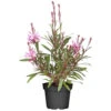 Gaura Mit Rosanen Blütenrispen Im Blumentopf Ø 13 Cm
