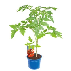 Gemüsepflanzen Veredelt, Tomate Oder Gurke Im Topf