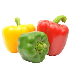 Paprika Verschiedene Sorten Im Blumentopf 9 Cm Vorgezogen