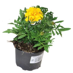 Tagetes In Verschiedenen Sorten Im Blumentopf Ø 9 Cm
