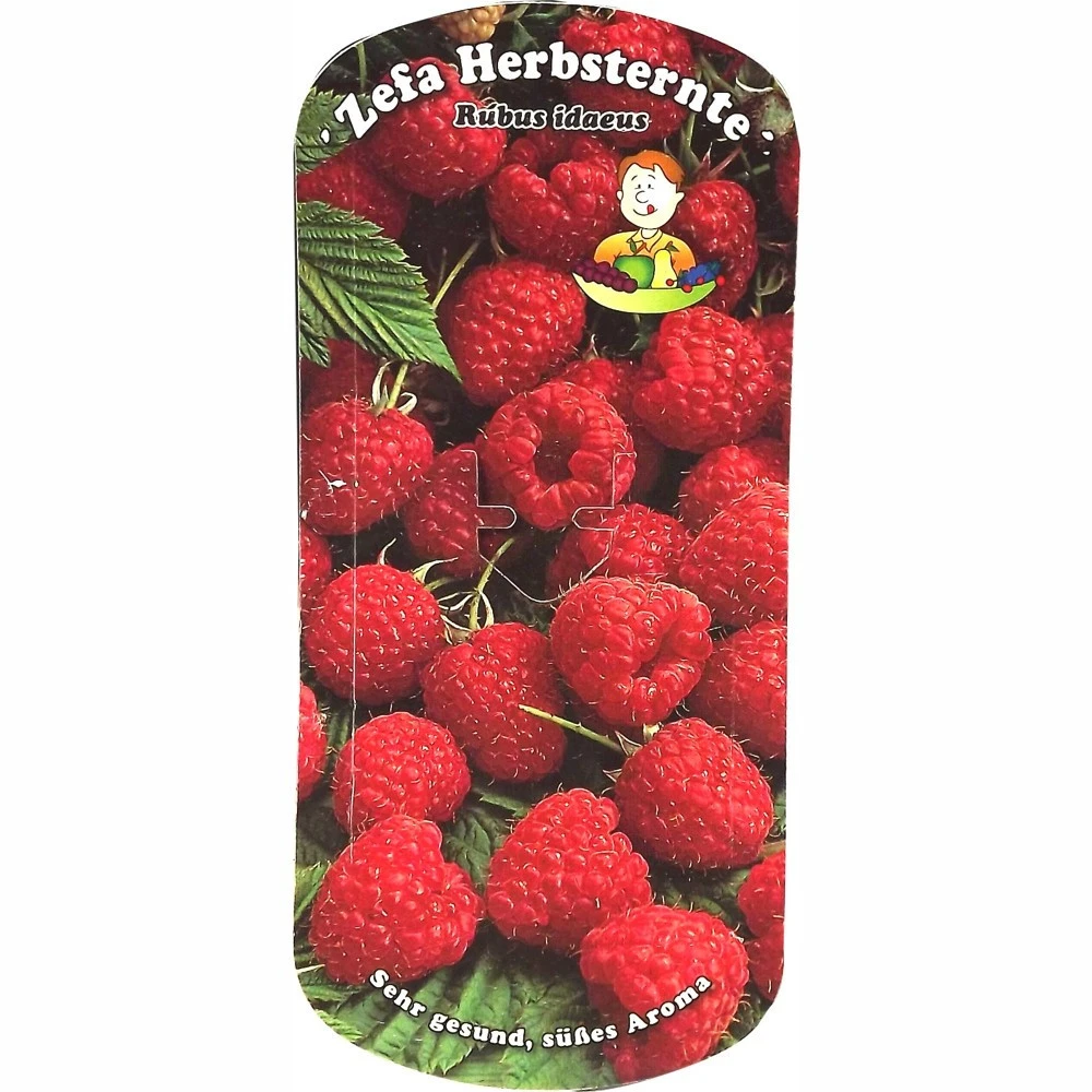 Beerenobst Im Sortiment - Image 2