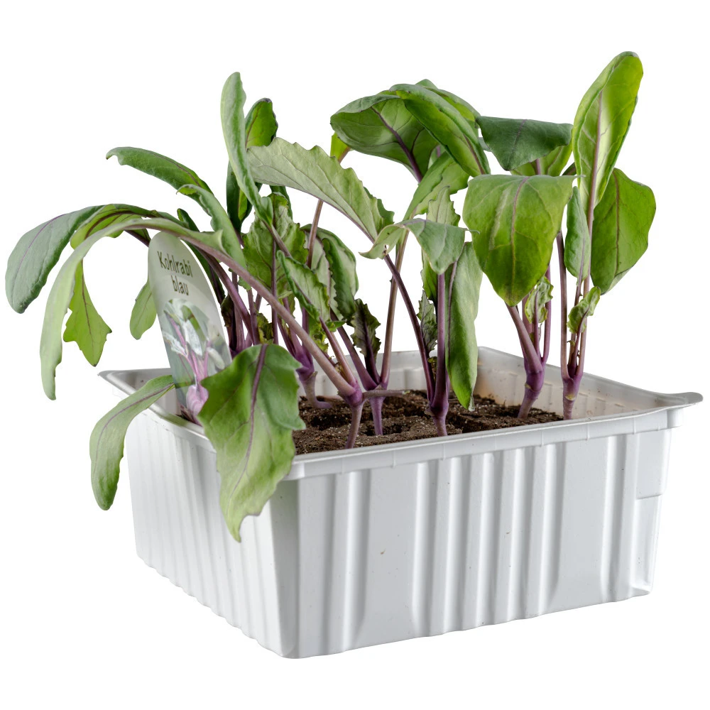 Gemüsesetzlinge Verschiedene Sorten 6er Pack - Image 3