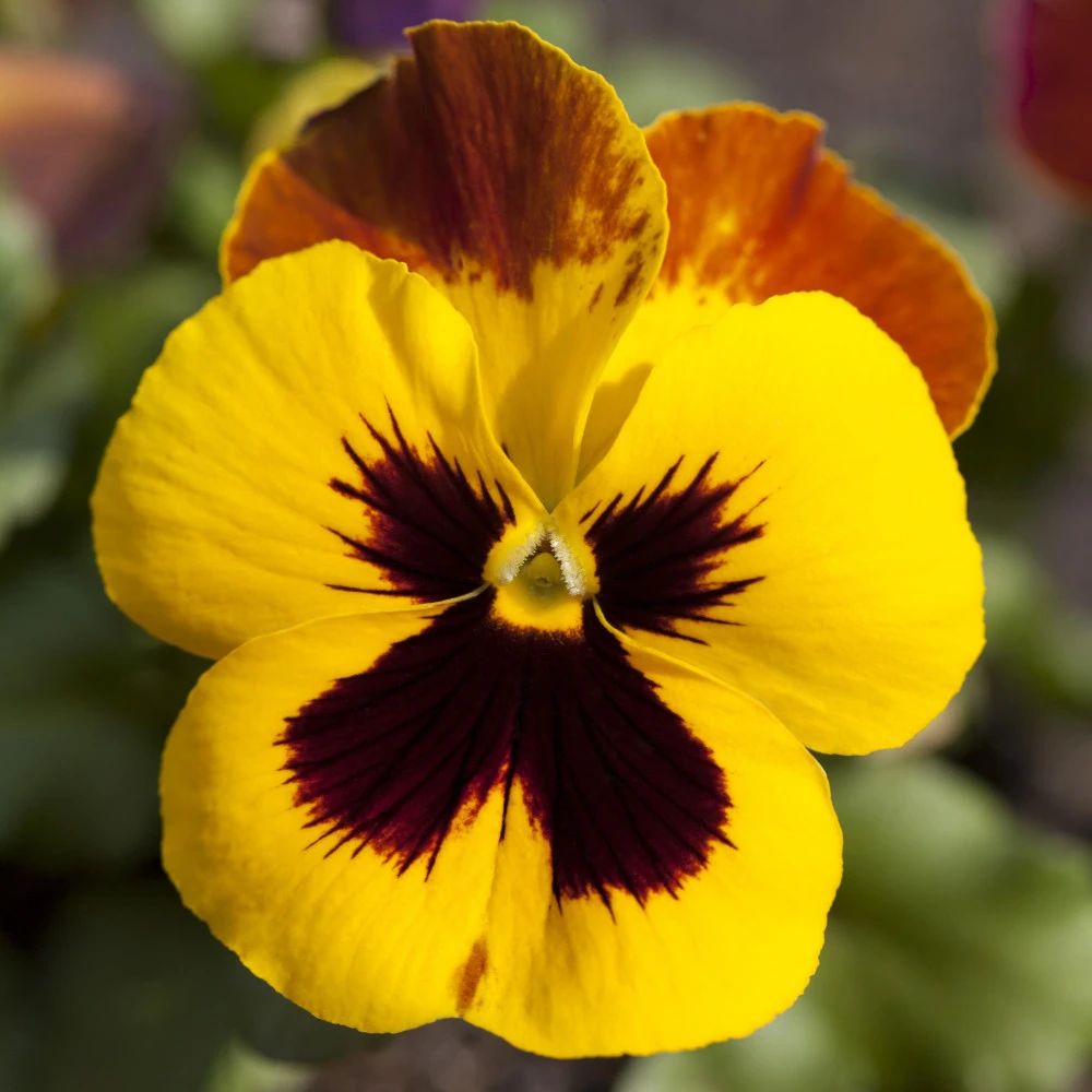 Viola Im Blumentopf Ø 9 Cm - Image 3
