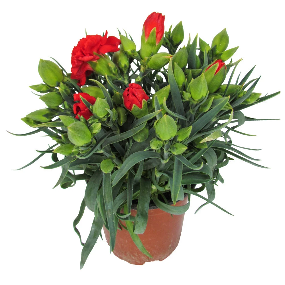 Gartennelke In Verschiedenen Sorten Im Blumentopf 11 Cm