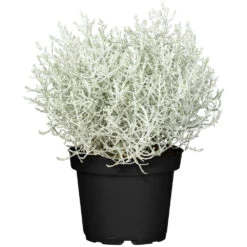 Calocephalus Solitär Im Topf Ø 23 Cm