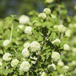 Viburnum Opulus Roseum Im 5 Liter Topf
