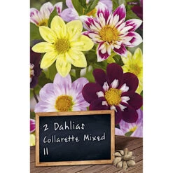 Dahlienmischung Collarette Blumenzwiebel