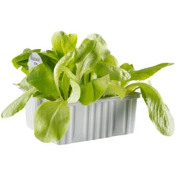 Gemüsesetzlinge Verschiedene Sorten 6er Pack