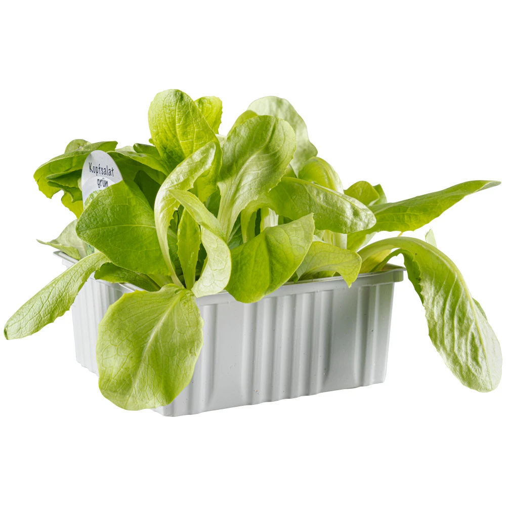 Gemüsesetzlinge Verschiedene Sorten 6er Pack