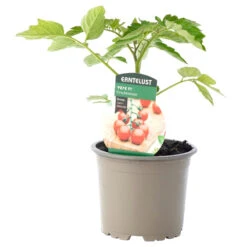 Tomaten Verschiedene Sorten Im Topf