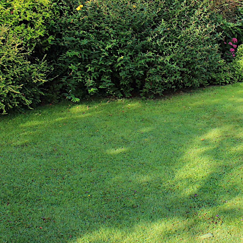 WESTLAND Trocken- Und Schattenrasen-Saatgutmischung 40 M² 1,0 Kg - Image 3