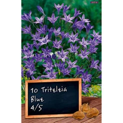 Blumenzwiebel Triteleia