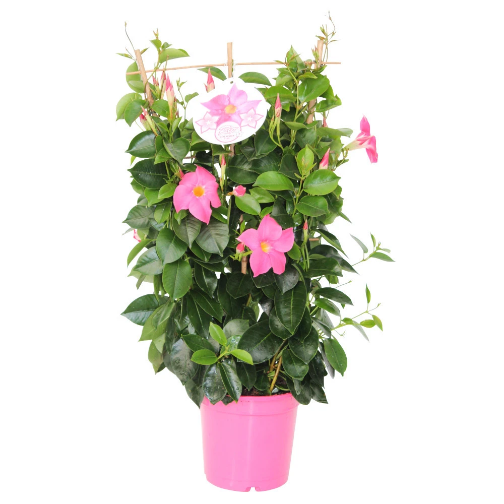 Dipladenia 60 Cm Verschiedenfarbig Am Spalier Und Pyramide Im Topf 17 Cm