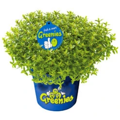 Strauchveronika Hebe Green Im Blumentopf Ø 12 Cm