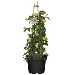 Passionsblume Passiflora Im Robusten Blumentopf