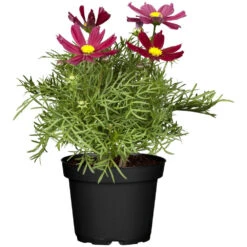 Cosmos T13 Verschiedenfarbig Im Topf