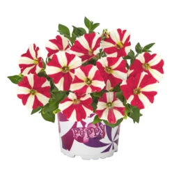 Petunia Peppy In Verschiedenen Farben Im Blumentopf 11 Cm