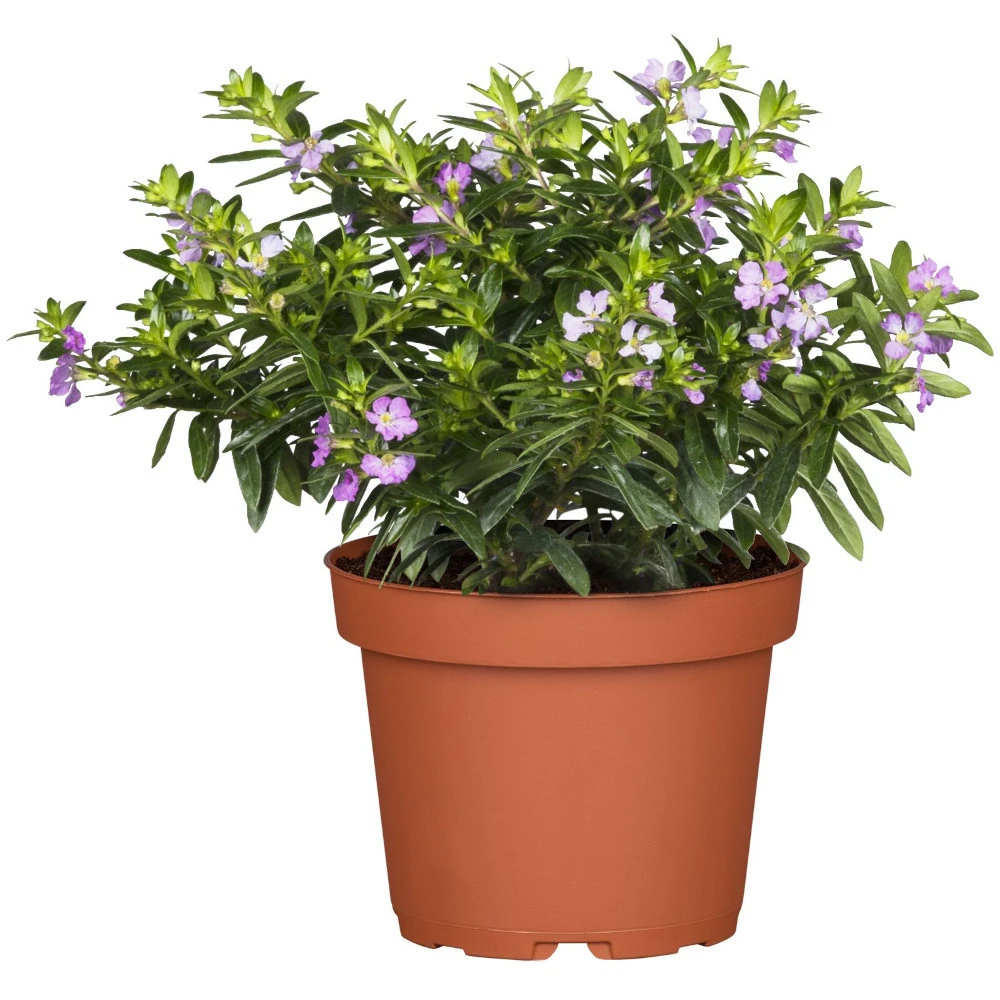 Cuphea Im Blumentopf Ø 11 Cm, Nahrungsquelle Für Bienen