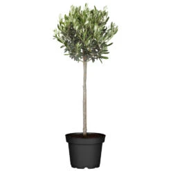 Olivenbusch Im Robusten Blumentopf Ă 20 Cm