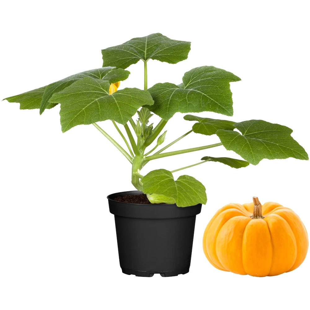 Kürbis Im Robusten Blumentopf 9 Cm Vorgezogen