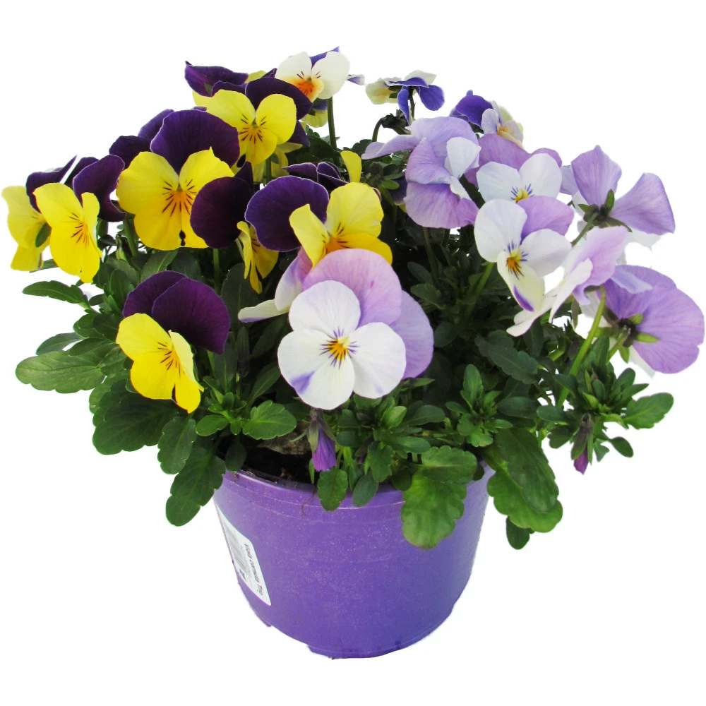Viola Cornuta Trio Im Blumentopf Ă 13 Cm