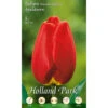 Darwin Tulpen Apeldoorn Holland Park Blumenzwiebeln