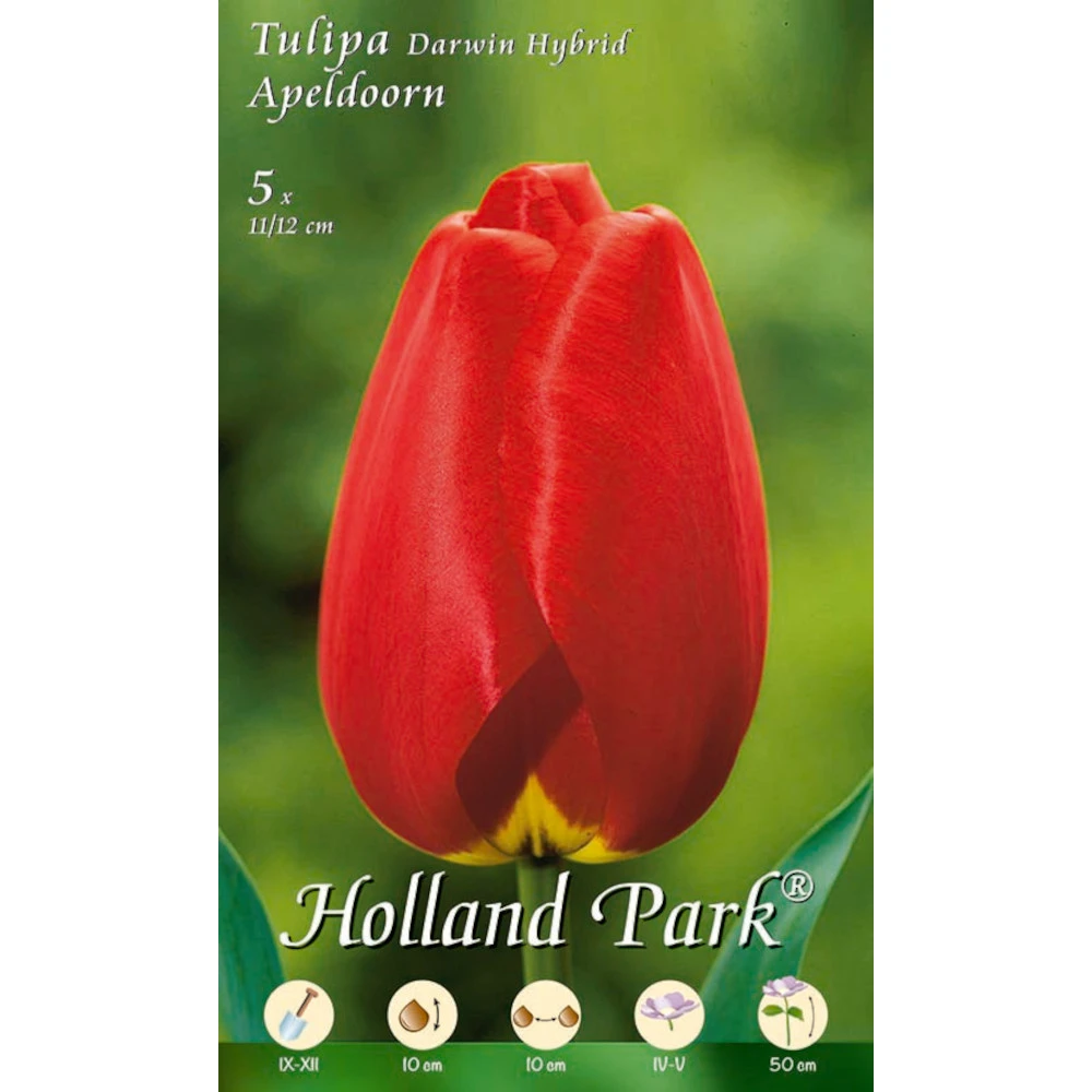 Darwin Tulpen Apeldoorn Holland Park Blumenzwiebeln