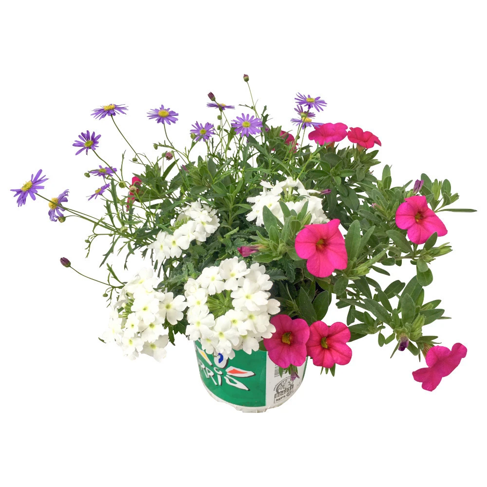 Potpourri-Mix Mit Verschiedenen Sorten Im Blumentopf Ø 12 Cm - Image 3