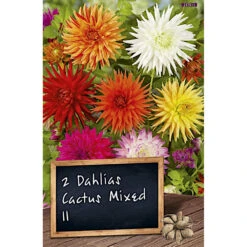 Kaktusdahlien Blumenzwiebel Mischung