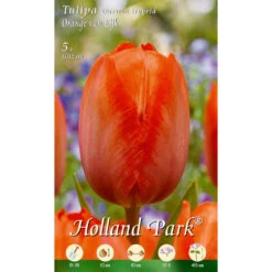 Darwin Tulpen Orange Van Eijk Holland Park Blumenzwiebeln