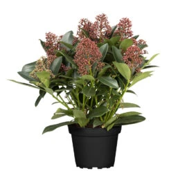 Skimmia Jap.Rubella T13 Im Topf