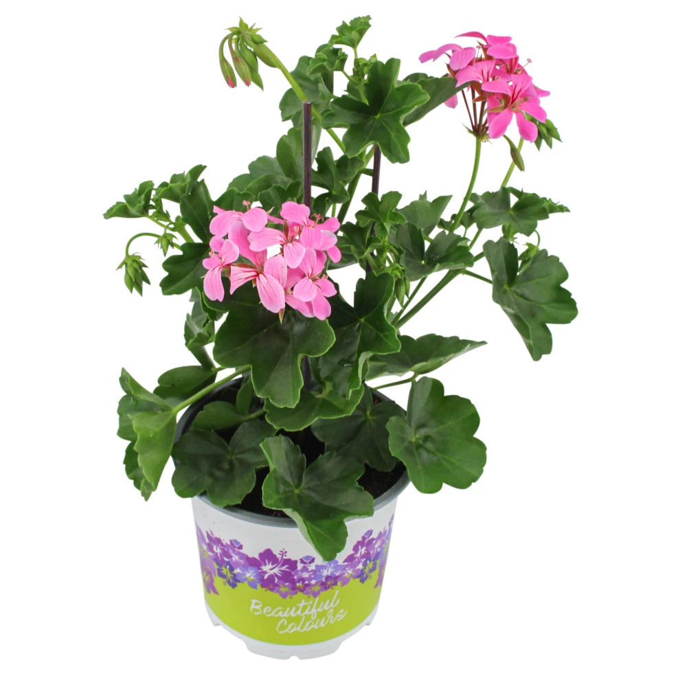 Geranien HĂ€ngend Mit Blumentopf 10,5 Cm - Image 2