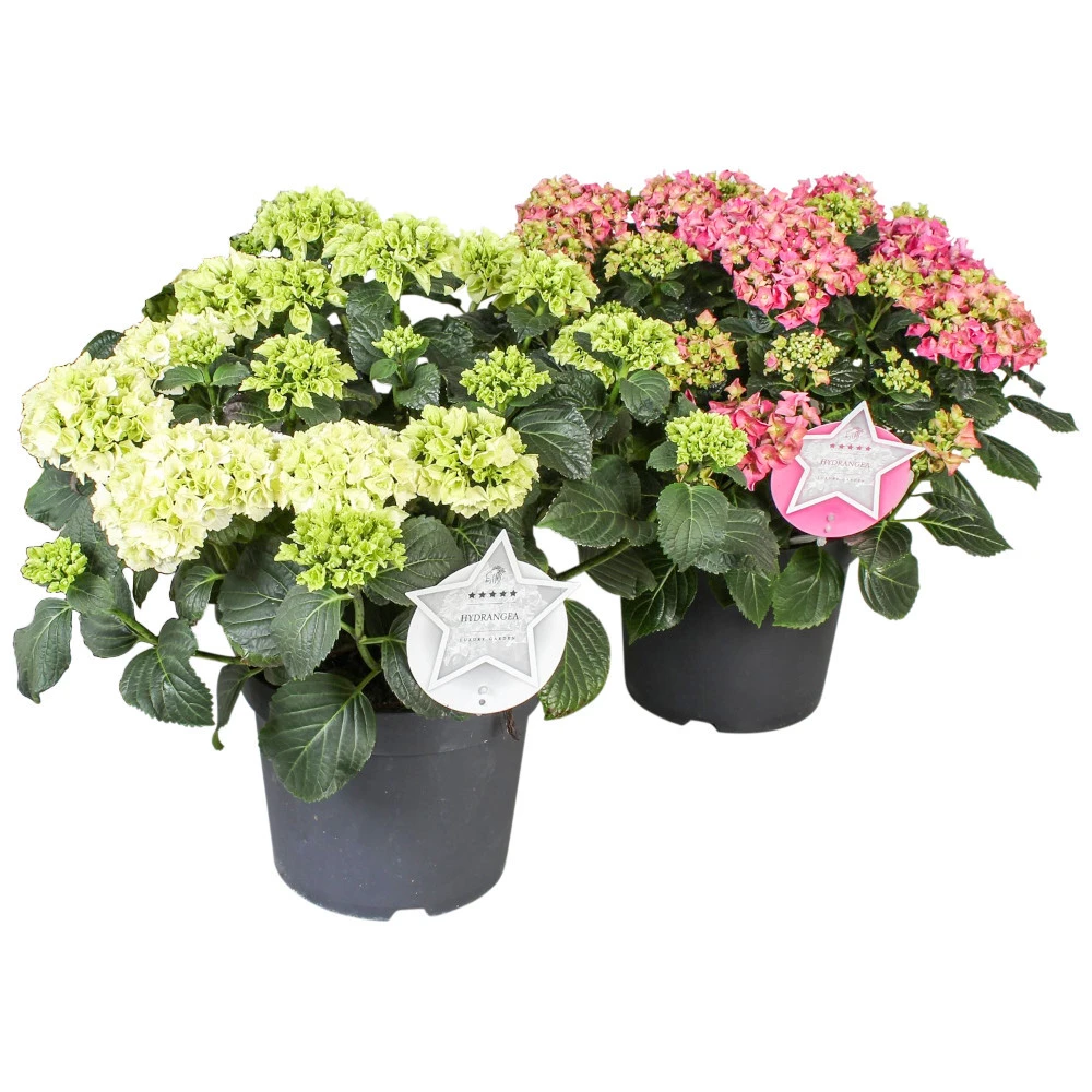 Hydrangea Macrophylla In Verschiedenen Sorten Im Blumentopf 19 Cm