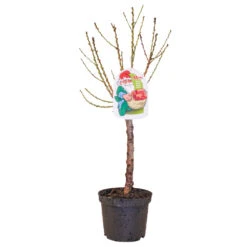 Zwergobstbäume Verschiedene Sorten Im Blumentopf