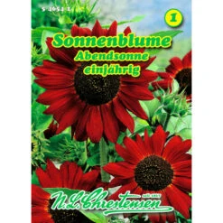 Saatgut Sonnenblume Abendsonne Einjährig