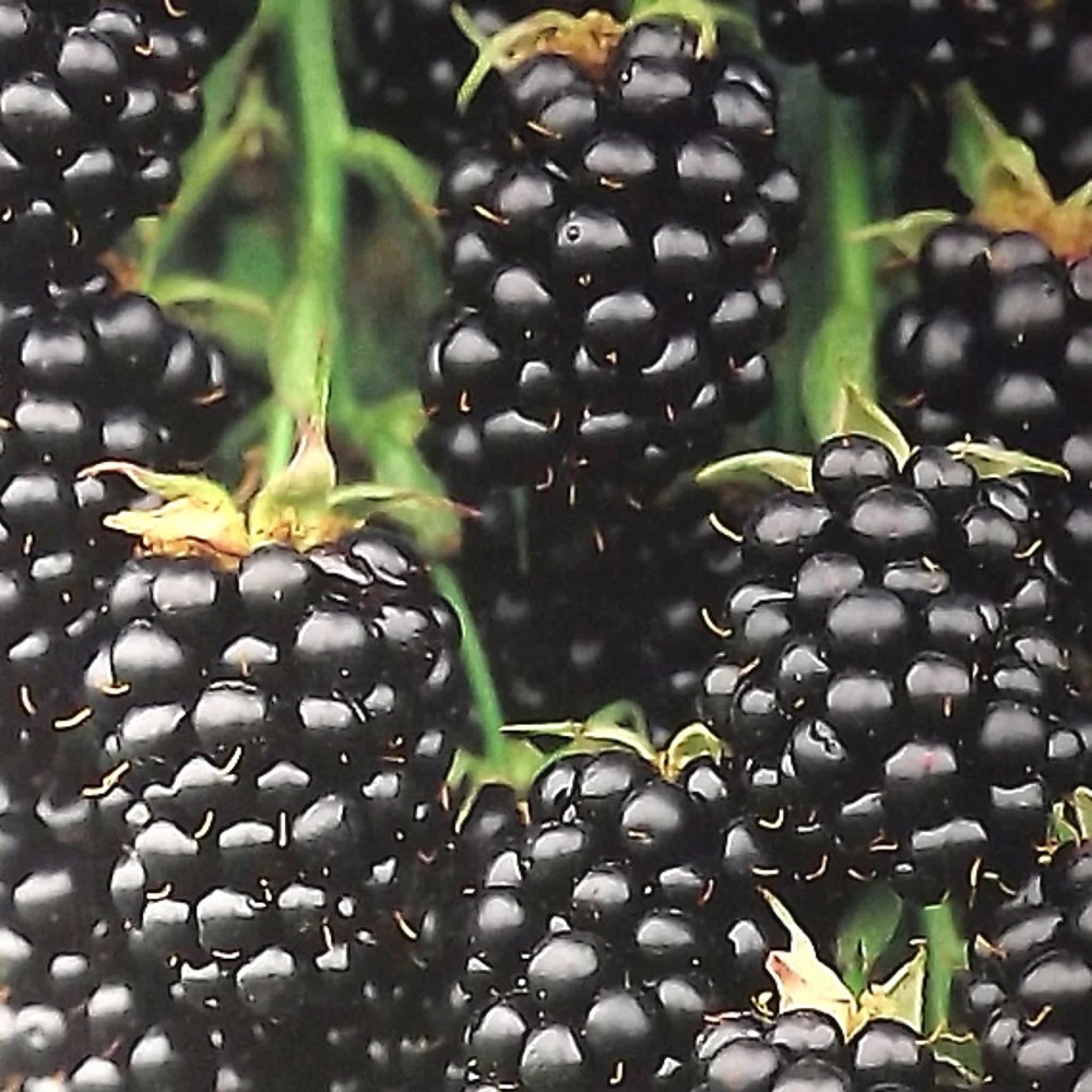 Beerenobst Im Sortiment - Image 5