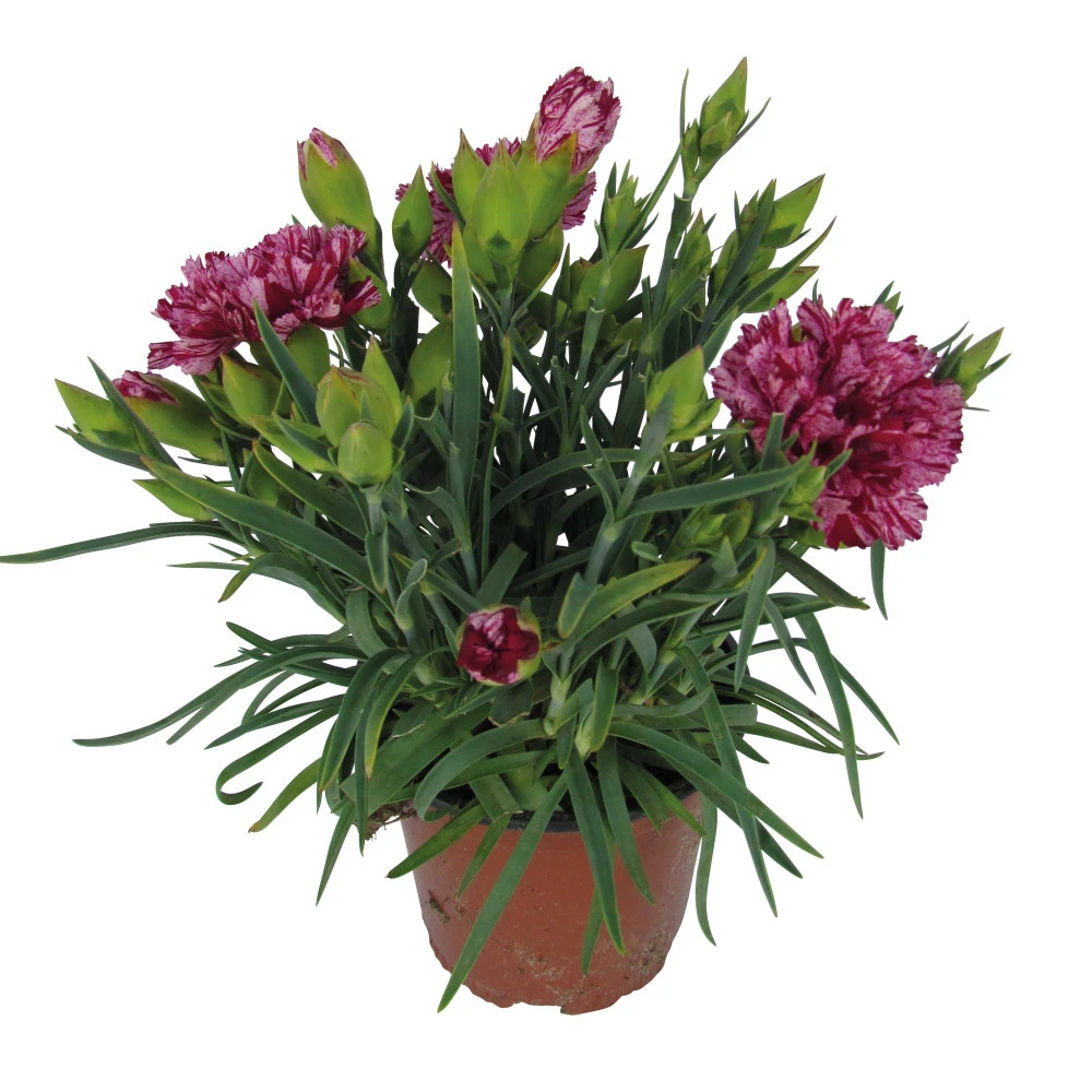 Dianthus Caryophyllus Im Blumentopf 11 Cm - Image 2